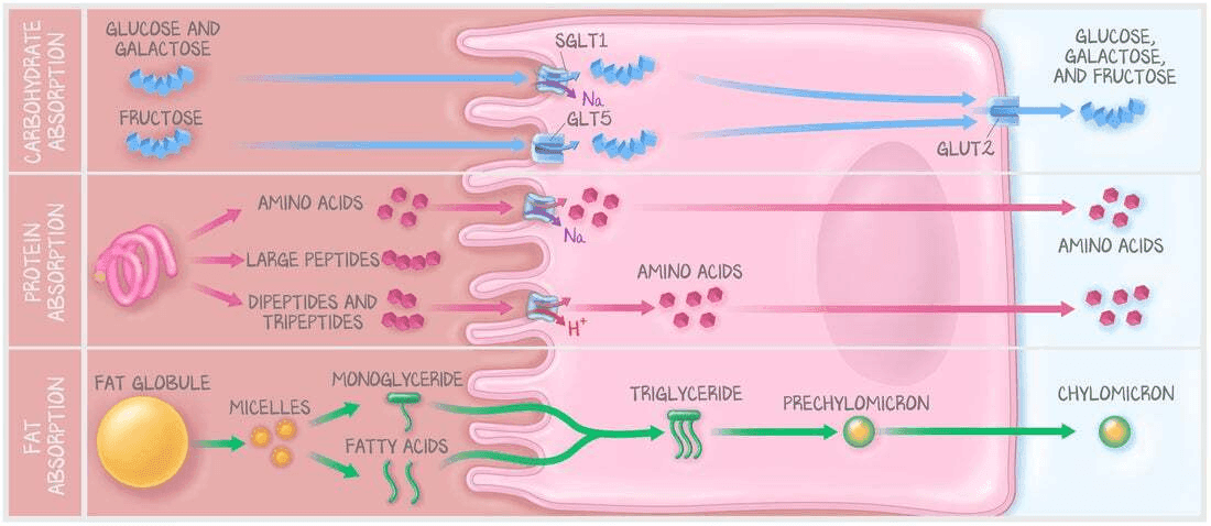 Built for the Way PA Training Actually Works